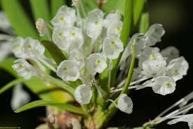 Image result for Podangis dactyloceras