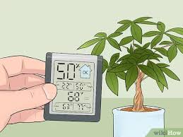 Remember that the plant's active growing season is from spring through summer. 4 Ways To Care For A Money Tree Wikihow