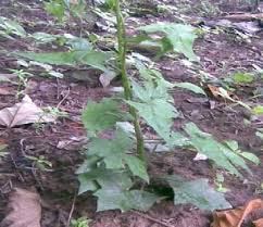 Image result for Solanecio