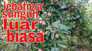 Maybe you would like to learn more about one of these? Buah Ciku Youtube