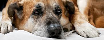 When our beloved pets are at their most vulnerable, the last place they should be is where they feel anxious. In Home Pet Euthanasia Compassionate Pet Vet