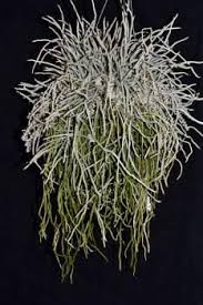 Image result for Microcoelia koehleri