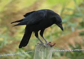 Cioara este o pasare care traieste in grupuri relativ mari, in regiunile de ses, de deal cu paduri, campuri si pe ogoare. PÄsÄrile Romaniei Ii Casa Cu Perusi