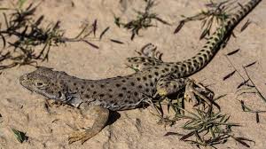 Image result for Lepidagathis andersoniana