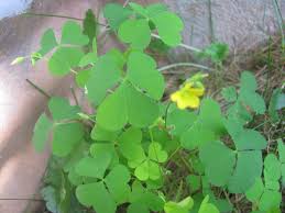 Peppers, squashes, pumpkins, green peas, etc. Wild Edibles Wood Sorrel Cabin Fever Bus