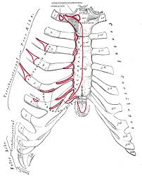 Rib cage , in vertebrate anatomy, basketlike skeletal structure that forms the chest, or thorax, and is made up of the ribs and their corresponding attachments to the sternum (breastbone). Rib Cage Anatomy