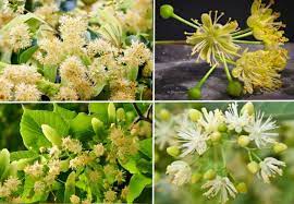 'redmond' was at one time listed as a hybrid cultivar under the name of tilia x euchlora. Linden Trees Types Leaves Flowers Bark Identification With Pictures