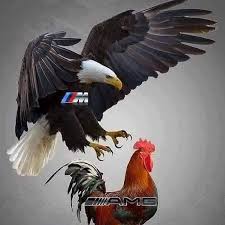 Funny Bmw Amg Mercedes Bmw Wallpapers Bmw Alpina Dream Cars Bmw