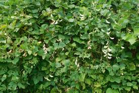 Image result for Phaseolus lunatus