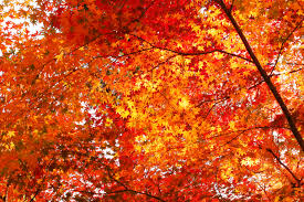 Resultado de imagen para hojas otoño