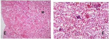 Image result for Lannea schimperi