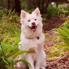 Baby Crying Sound Effect Song By Sounds Dogs Love Spotify