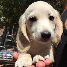 Maybe you would like to learn more about one of these? Full Circle Dachshunds
