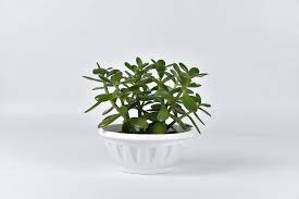 Do Money Tree Plants Need Direct Sunlight