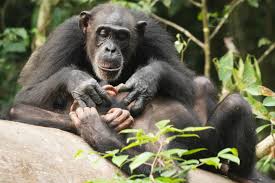 Like Humans Chimpanzees Can Suffer For Life If Orphaned Before Adulthood Eurekalert Science News