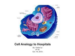 Ribosome's  a human body's cells are similar to ribosome's because ribosome's make protein and are cells make other cells. Cell Analogy To Hospitals Apbiology2015 2016