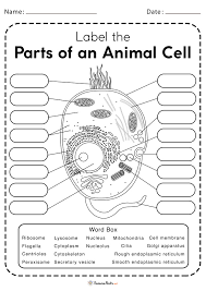 How are animal cells different from plant cells? Animal Cell Worksheet Free Printable