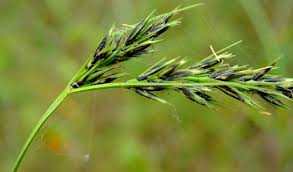 Image result for Scleria rehmannii