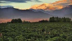 Mendoza is divided up into different wine departments' or regions and each has its own. Mendoza Argentina The Scent Of Malbec Wine Literal Magazine