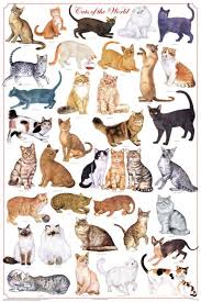 Laminated Cats Of The World Poster 24x36 Felis Catus By Feenixx Publishing A Beautiful New Poster The Domestic Hous Cat Breeds Chart Cat Posters Cat Breeds