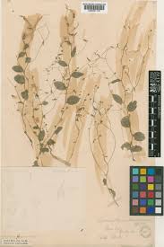 Image result for Wahlenbergia flexuosa