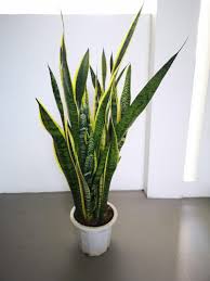 Does the foliage seem to be suffering? Sansevieria 2 Variety In One Pot Costa Farm Snake Plant 3ft Tall 90cm Grab Now Hi There Selling This 3ft 90cm Trifasciata Costa Farms Snake Plant Best In Living Balcony Or In Your Room Furniture