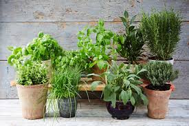 Maybe you would like to learn more about one of these? The Ultimate Guide To Growing Herbs Jamie Oliver