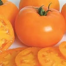 Tomato Seeds Heirloom Orange Blossom Possibly The Best Early Season Orange Tomato A Large Size Cherry Orange Skinned Toma Organic Orange Tomato Tomato Seeds