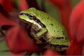 Hyla regilla (also pseudacris regilla). Pacific Tree Frog Wild Republic