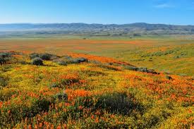 We are family owned business. 15 Magical California Poppy Fields Best Month To View Them