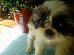 We breed furbabies not dogs, not the typical breeder. Shih Tzu For Sale Virginia