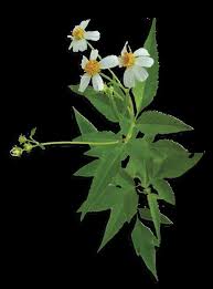 Image result for Ixora longipedunculata