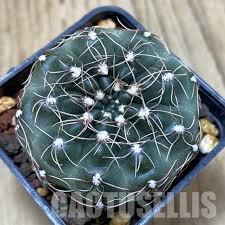 Image result for Raphionacme globosa