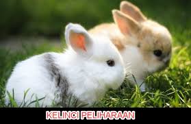 Literasi buku fiksi dan non fiksi buku fiksi adalah buku yang berisi cerita atau kejadian yang tidak sebenarnya. Teks Nonfiksi Tentang Hewan Herbivora Dan Carnivora Mikirbae Com