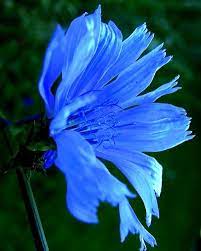 Chicory By Mark Malitz Bach Flowers Amazing Flowers Beautiful Flowers