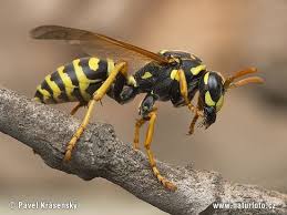 All Black Bug That Looks Like A Wasp Wasp 0071 Insects Wasp Bees And Wasps