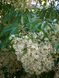 Image result for Nuxia floribunda