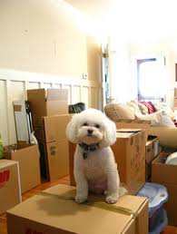 Maybe you would like to learn more about one of these? Apartment Moving In Buffalo Ny Best Buffalo Movers