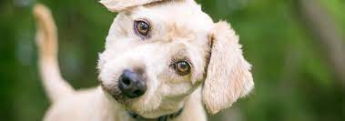 Puppy Psychology Reading Puppy Body Language Hill S Pet