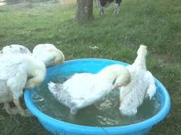 Why you should consider raising geese raising geese provides a ton of benefits to you as a farmer. How To Raise And Care For Geese Owlcation