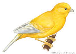 Cara mewarnai gradasi langit, cara mewarnai langit, cara mudah mewarnai langit dengan crayon, mewarnai langit dengan. Contoh Gambar Cara Mewarnai Bulu Burung Lovebird Kataucap