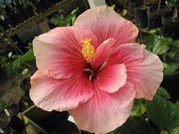 Mia Farow Hibiscus Plants