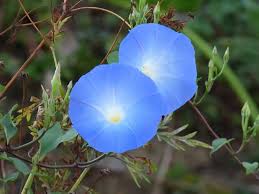 Image result for Ipomoea tricolor