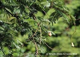 Image result for Parkia