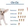 Hairless chinese cresteds, powserpuff chinese cresteds, spotted chinese cresteds, and pale pink chinese cresteds with white fur.the chinese crested, however, is an extremely rare breed and is typically reserved for clients who place. 3