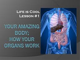 Located on either side of the brain, the temporal. Life Is Cool Lesson 1 Your Organs And Tissues The Heart Found On The Left Side Of The Chest A Pump Made Of Four Chambers Pumps Blood Throughout Ppt Download
