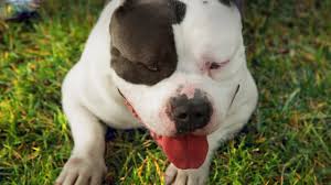 Defining what the american bully is today is not easy since the breed was founded 20 years ago. American Bully White Kong Youtube