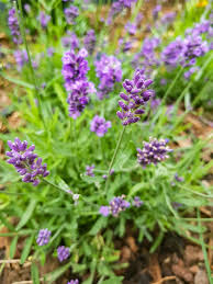 Wann blüht der lavendel normalerweise in der provence? Echter Lavendel Lavandula Angustifolia Gunstig Online Kaufen
