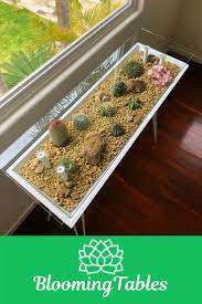 Cactus Garden Indoors Succulent Garden Indoor Succulents Indoor Terrarium Table