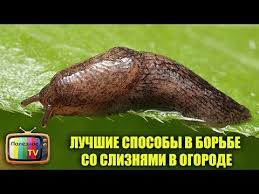 как избавиться от муравьев в саду в домашних условиях Kak Izbavitsya Ot Muravev V Ogorode Samyj Nadezhnyj I Effektivnyj Sposob Youtube Rasteniya